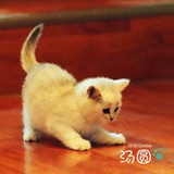 猫猫汤圆