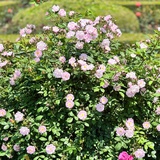 蔷薇药水