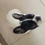面冷心善黑白