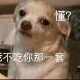 人类Q子