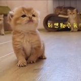 叫什么好呢