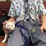 不吃葱花