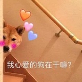 租房找我野蛮人