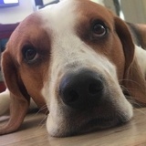 BB