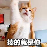 橘座