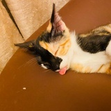 困困酱