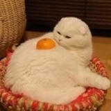 略略略