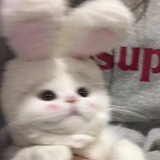 一只快乐的小猫