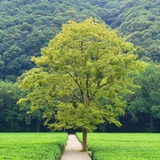大山深处🌳