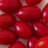 倒霉的虫子
