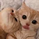钢的锋