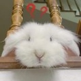 又逃网课啦呜呜呜