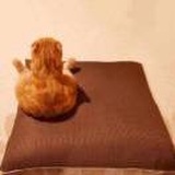 莫大侠