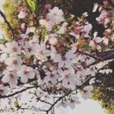 紫霞