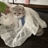 呱