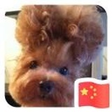 荷兰豆