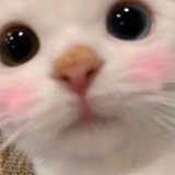 哇哦