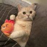 土匪团团长
