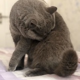 子墨非白