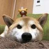 胖球🧸