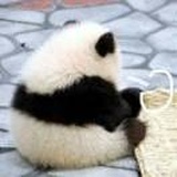 是阿倬啊