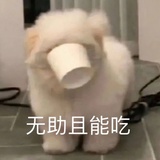 你在狗叫什么