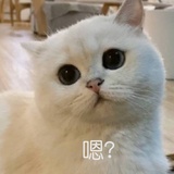 阿泥