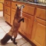 FOX