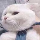 嘉
