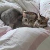 珮珮