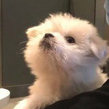胡萝卜糊了
