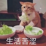 M大脸猫大脸猫M