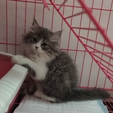 诺诺