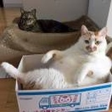 🐱