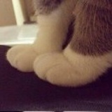 疯狂的胡呛呛
