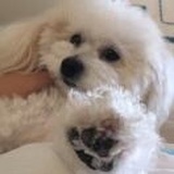 好多好多烤鱼🐠