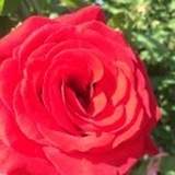 A0-点图数码 Mum
