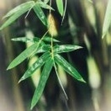 思文