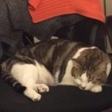 Sion