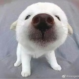 豆嘟嘟