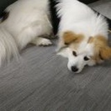 笨跑的猪