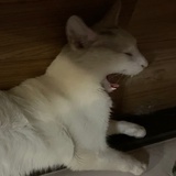 一支酸奶棒棒冰
