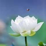 莲与
