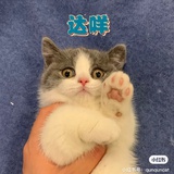 是小猫🐱