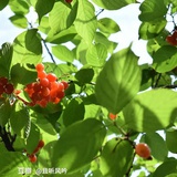 小金