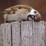 蘑菇