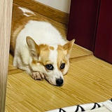 允nuo峯霖