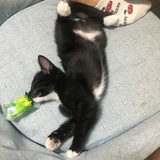 邦邦今天听话吗