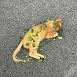 小猫爱吃三文鱼