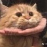 东窗未白